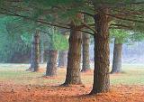 Pine Trees_24221